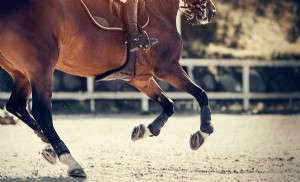 How Instagram Search Works for your Equestrian Business